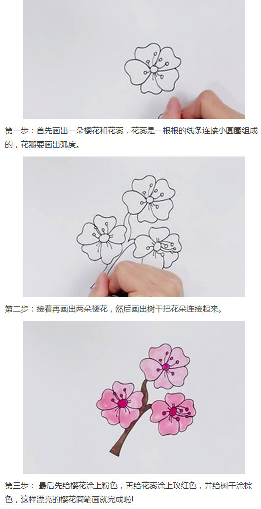 樱花的画法步骤图 樱花简笔画图片