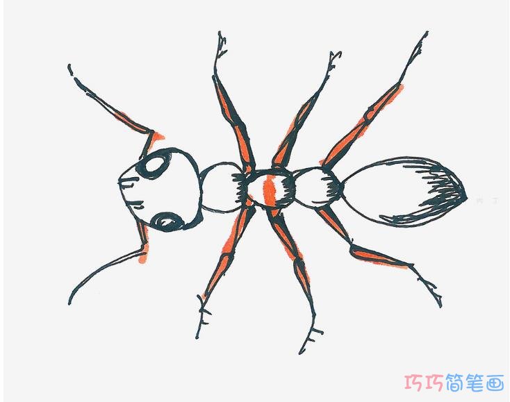 蚂蚁简笔画画法图片步骤