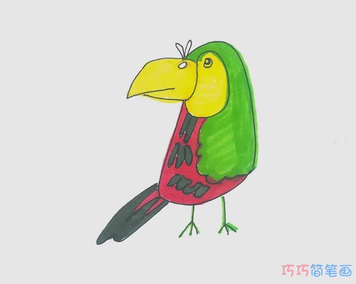 彩色巨嘴鸟简笔画画法图片步骤