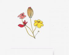 罂粟花简笔画涂色 卡通罂粟花的画法图解