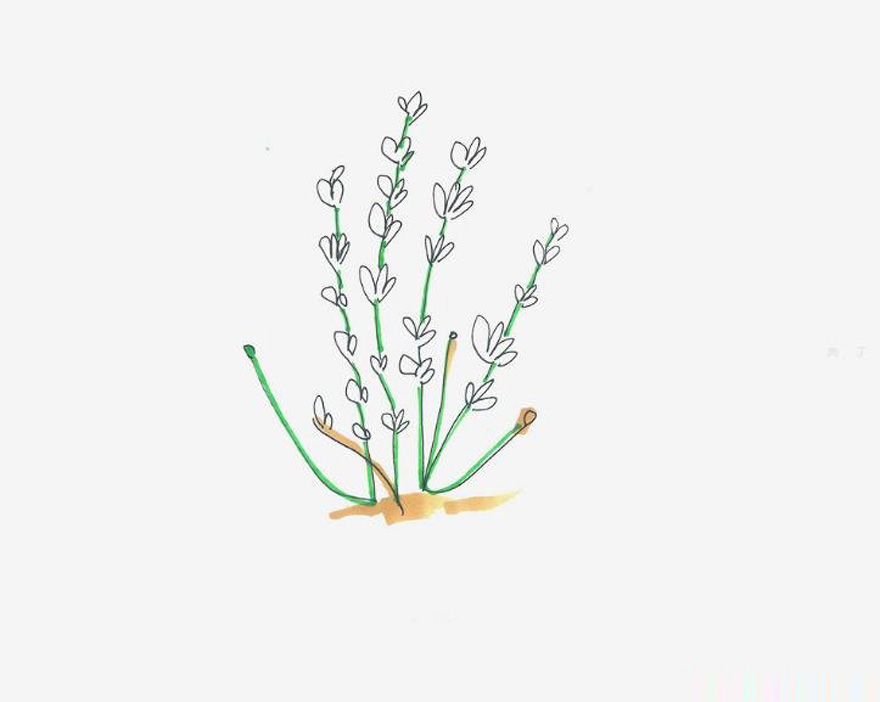 5-6岁简笔画教程 卡通罂粟花的画法图解