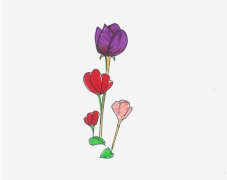 罂粟花的画法步骤教程 罂粟花简笔画涂色