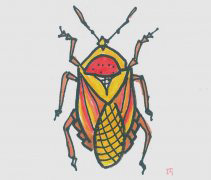 简笔画有颜色甲虫怎么画好看 一步一步教甲虫的画法