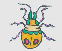 简笔画图片瓢虫怎么画 小瓢虫画法