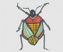 儿童简笔画甲虫怎么画最简单 可爱甲虫的画法