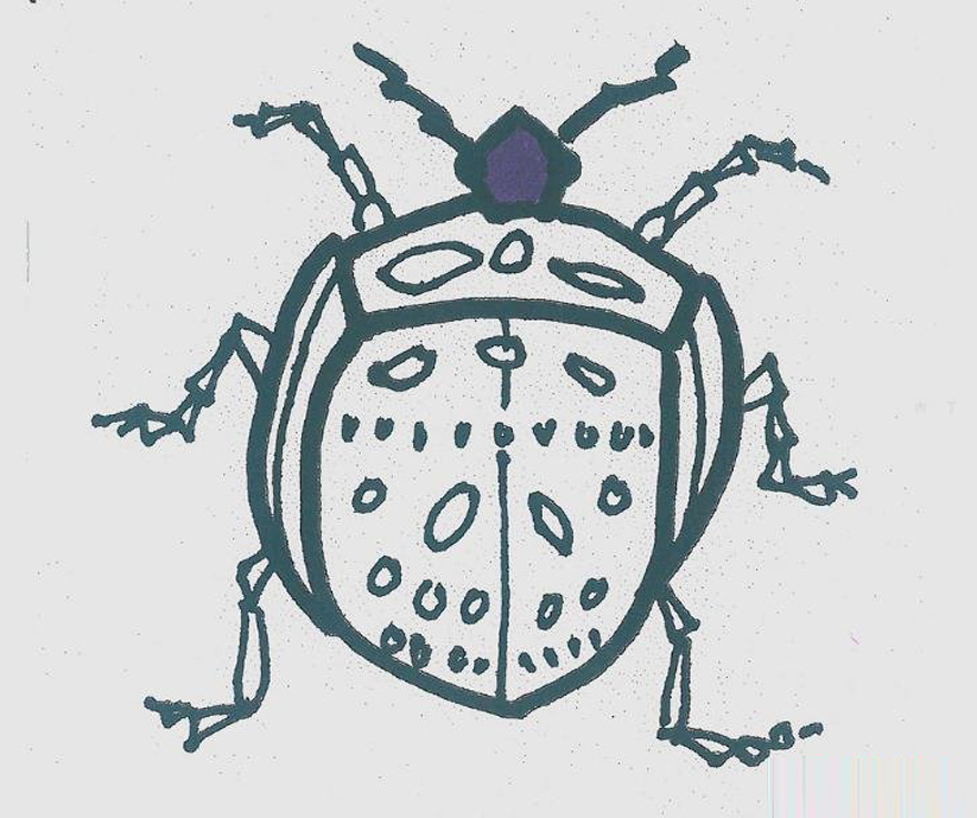 瓢虫的画法步骤填色 瓢虫简笔画图片