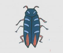 小甲虫怎么画好看涂色 小甲虫简笔画步骤图解