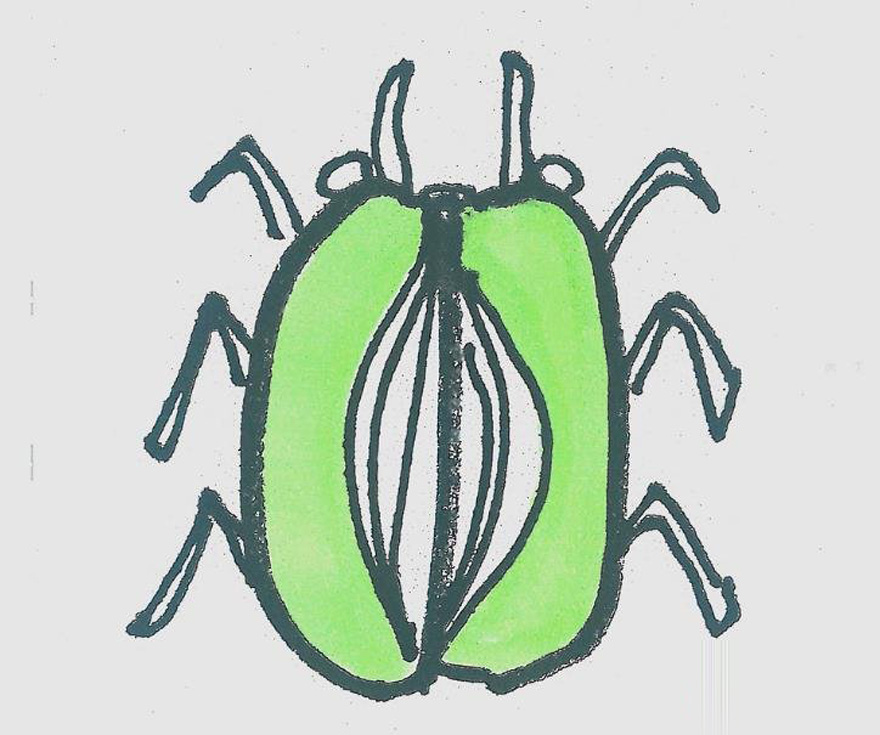 甲虫怎么画好看涂色 甲虫简笔画步骤图解