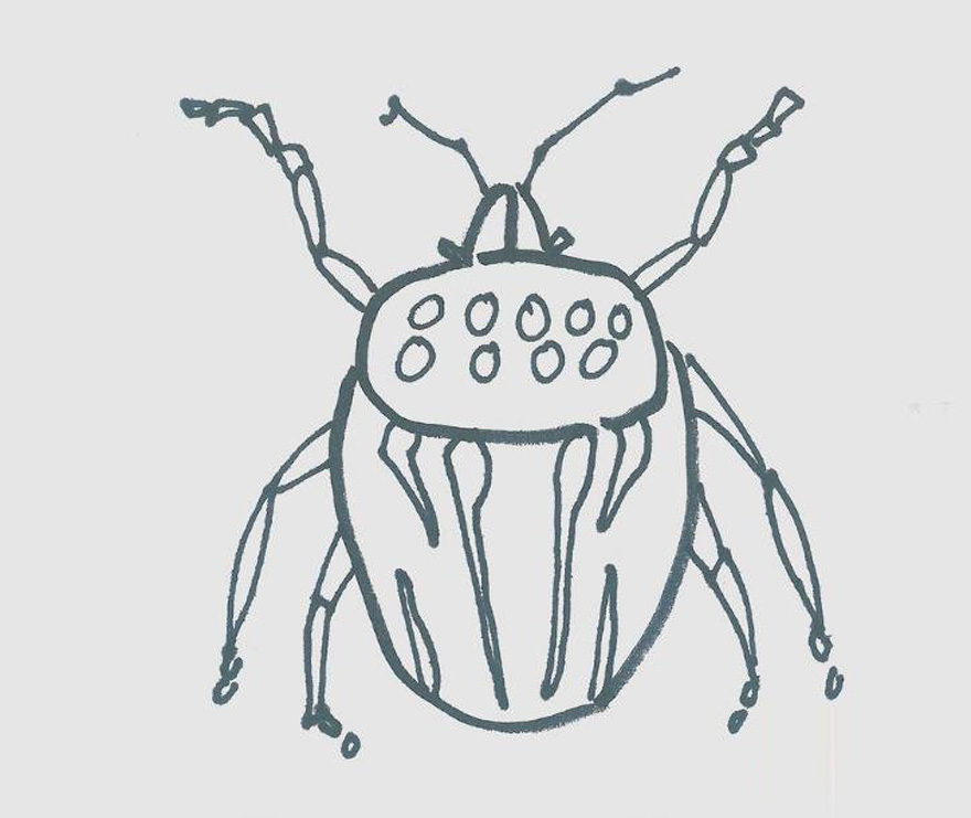 小甲虫怎么画带步骤涂色简单又好学