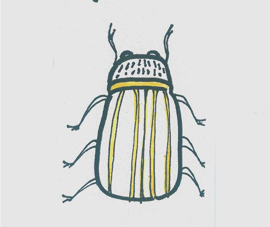 甲虫怎么画带步骤涂色简单又漂亮
