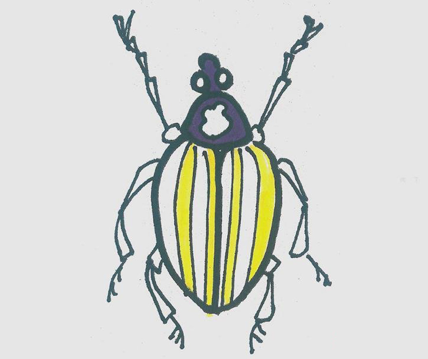 小甲虫的画法带步骤简单又可爱涂颜色